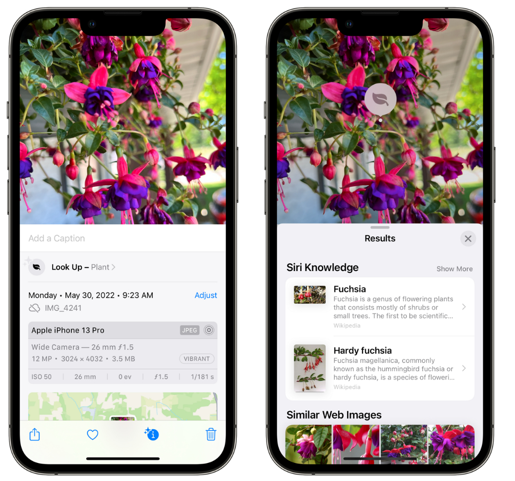 柳河苹果手机维修分享小技巧：使用 iPhone 相机识别花卉植物 